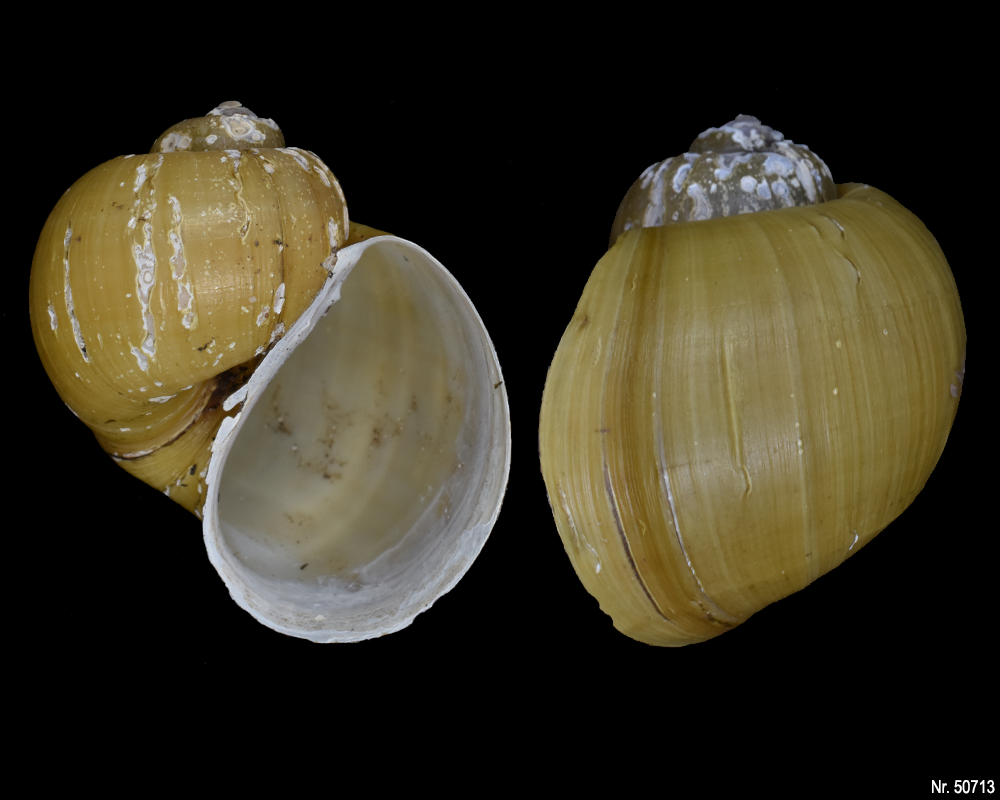 Pomacea canaliculata