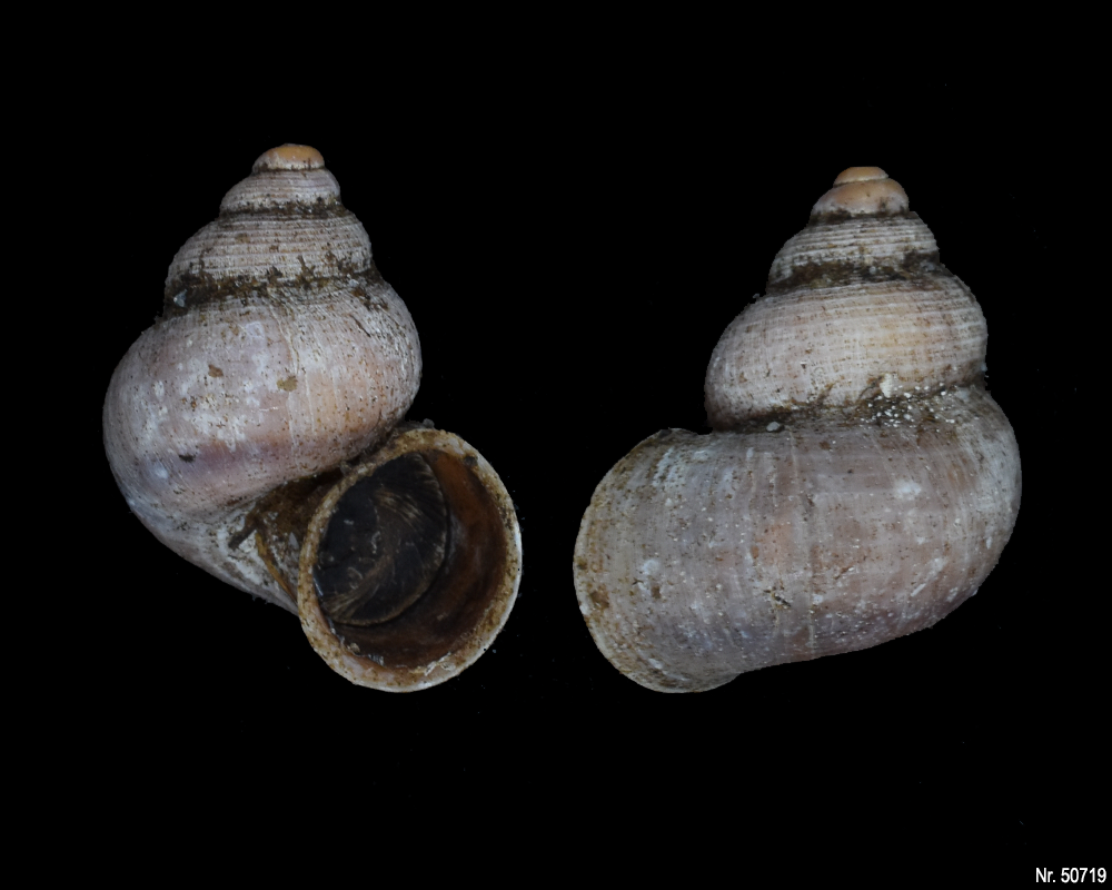 Pomatias elegans