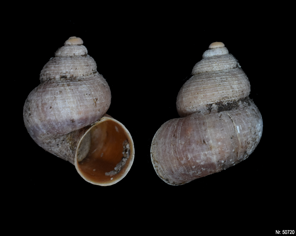 Pomatias elegans