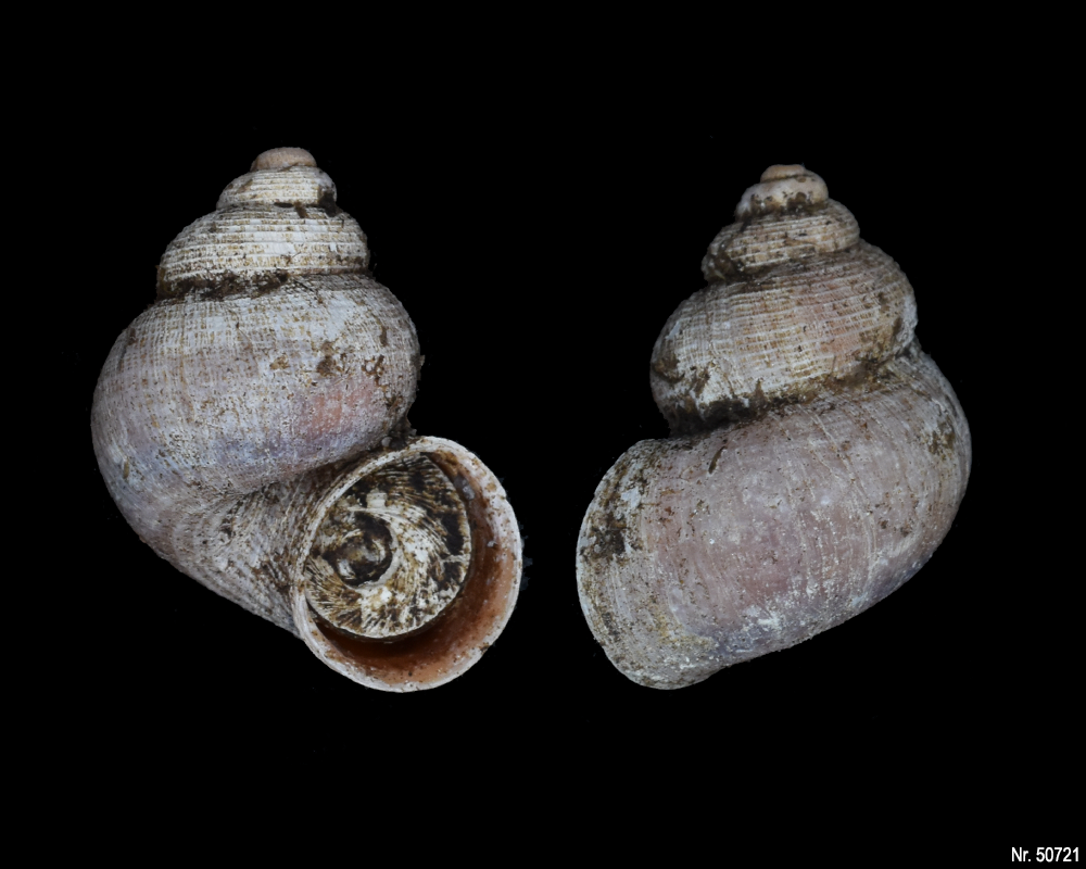 Pomatias elegans