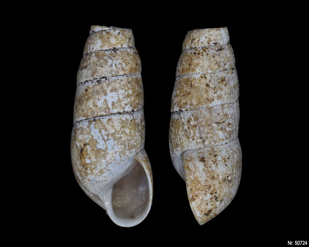 Rumina decollata