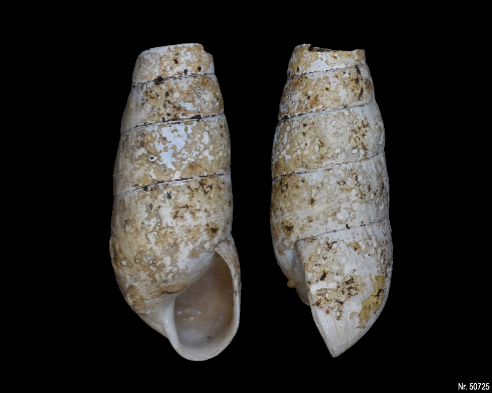 Rumina decollata