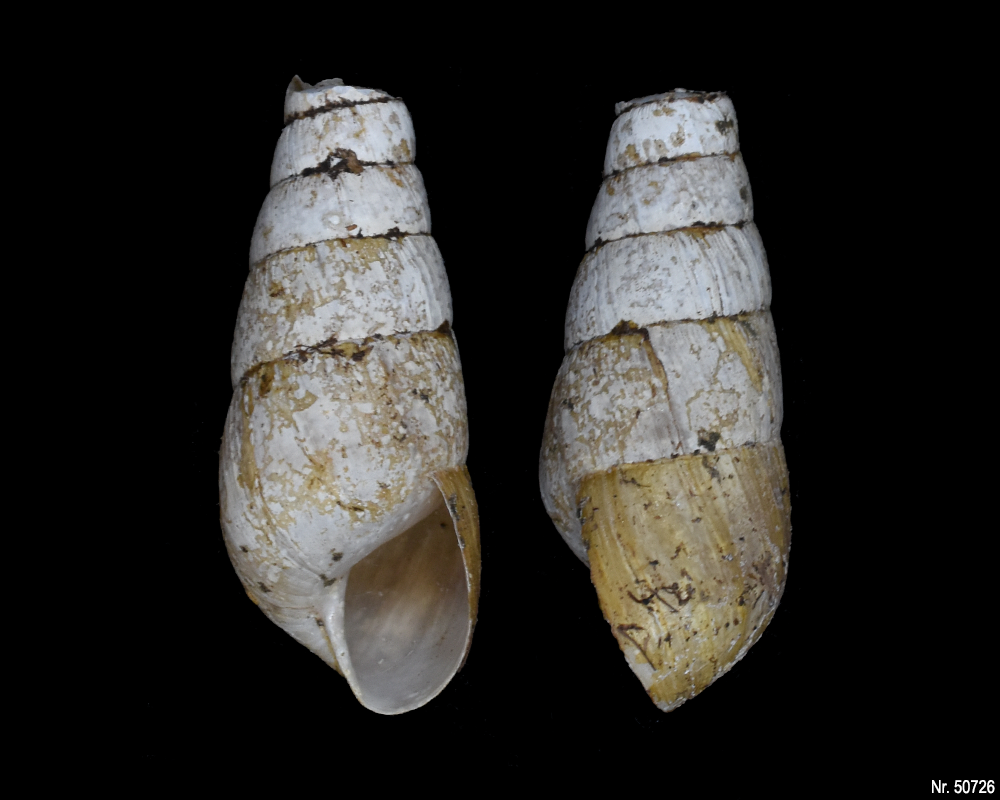 Rumina decollata