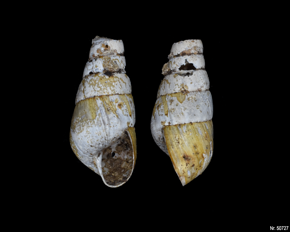 Rumina decollata