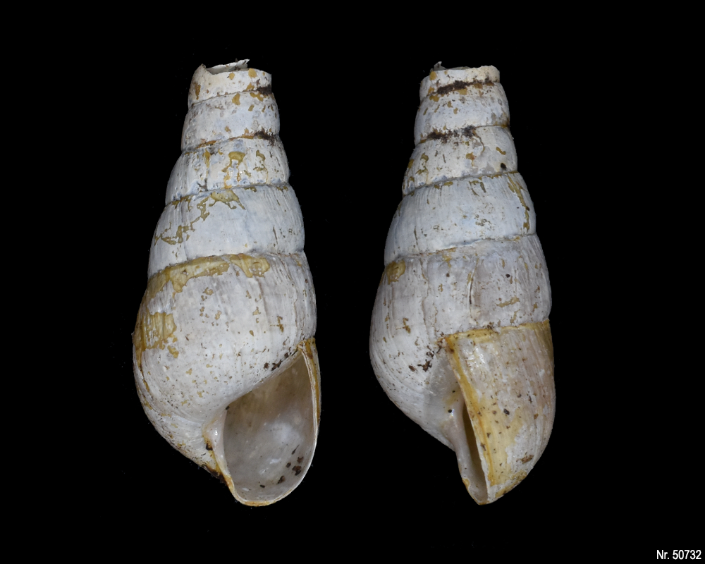 Rumina decollata