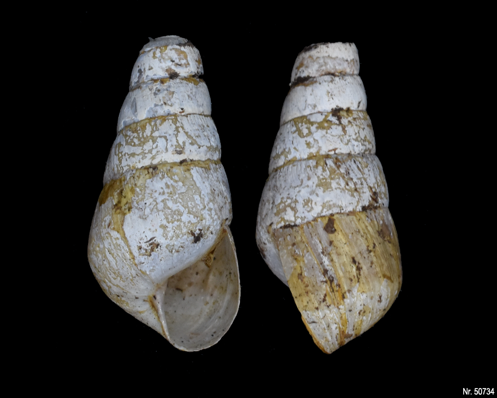 Rumina decollata