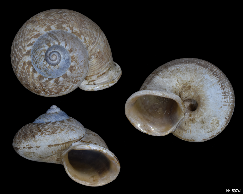 Cyclophorus martensianus