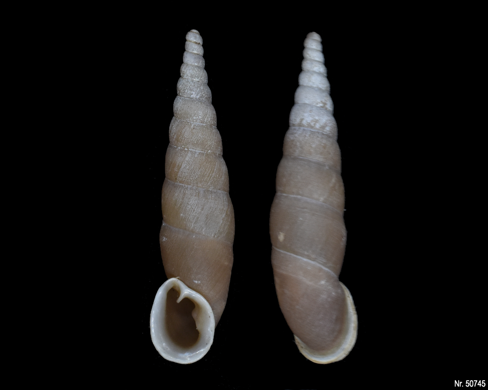 Oospira umbratica