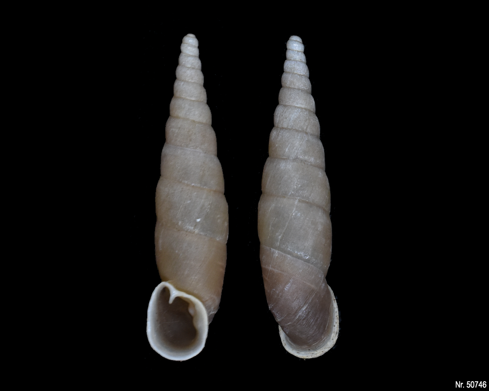 Oospira umbratica