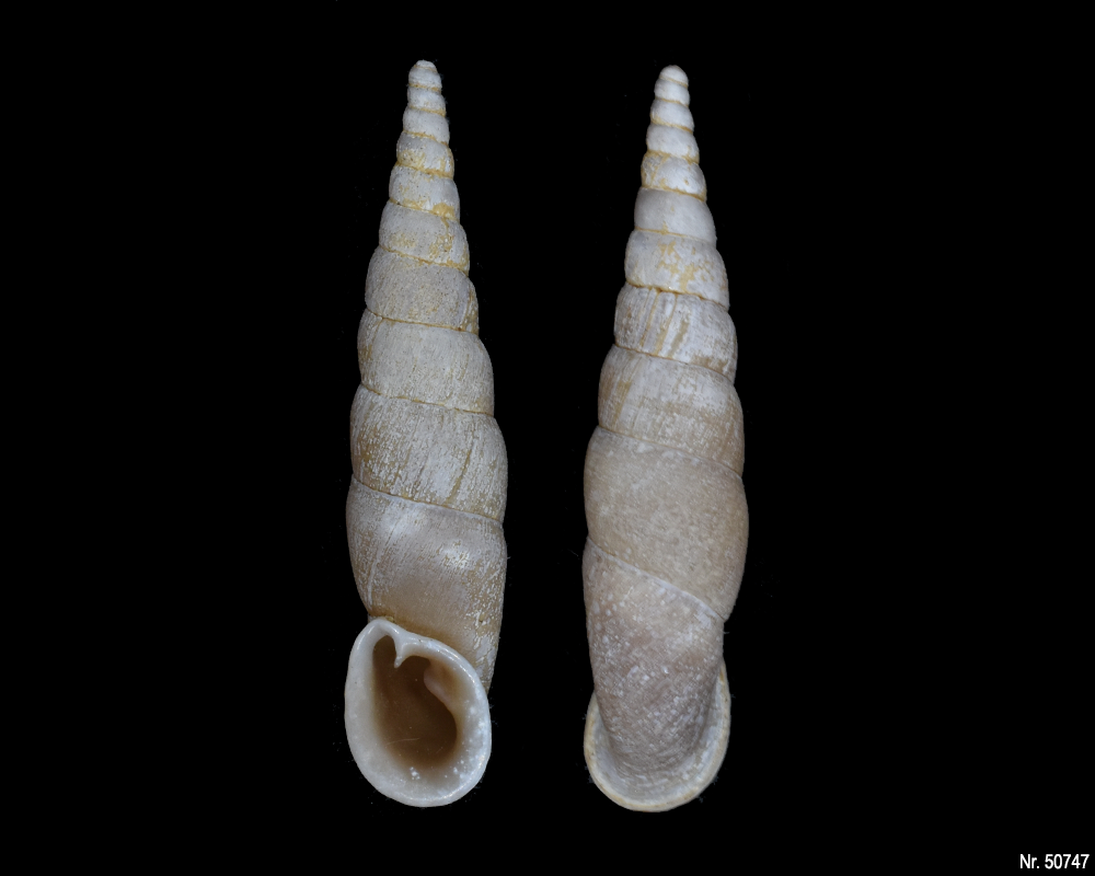 Oospira umbratica