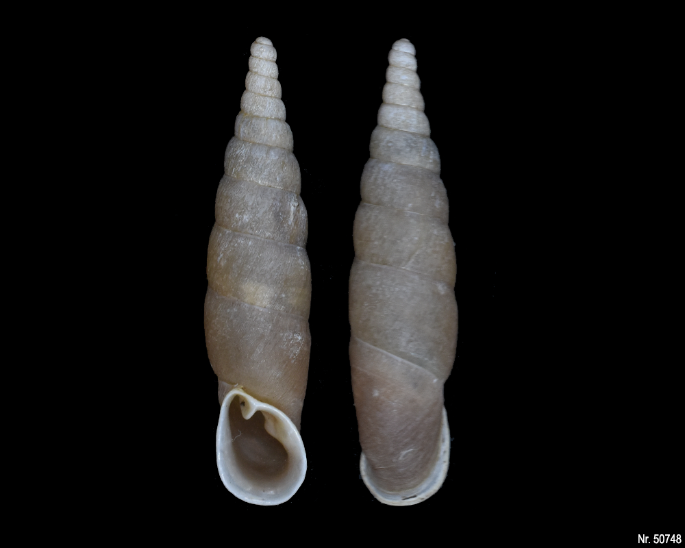 Oospira umbratica