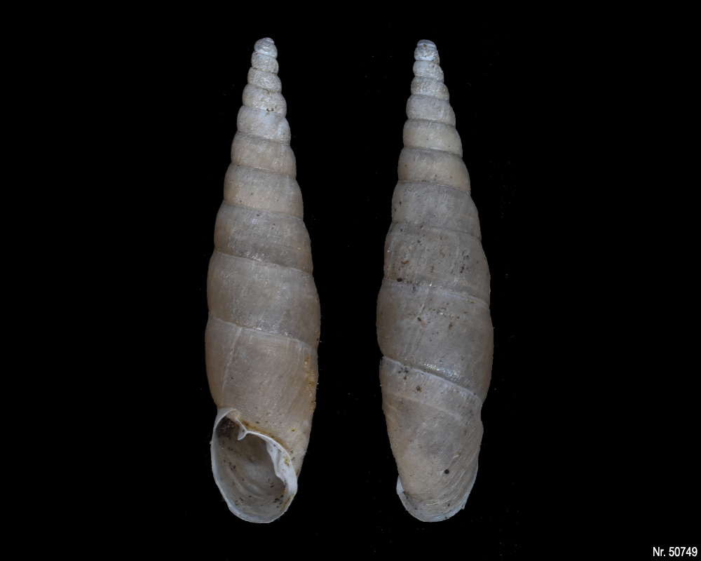 Oospira umbratica