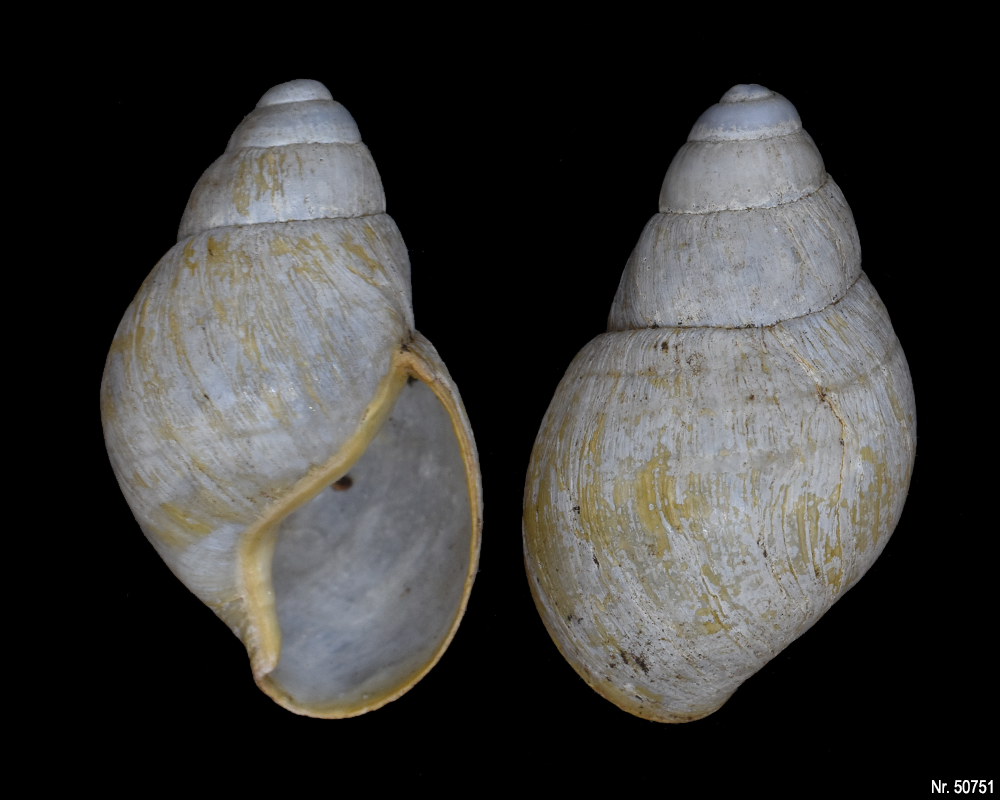 Edentulina obesa