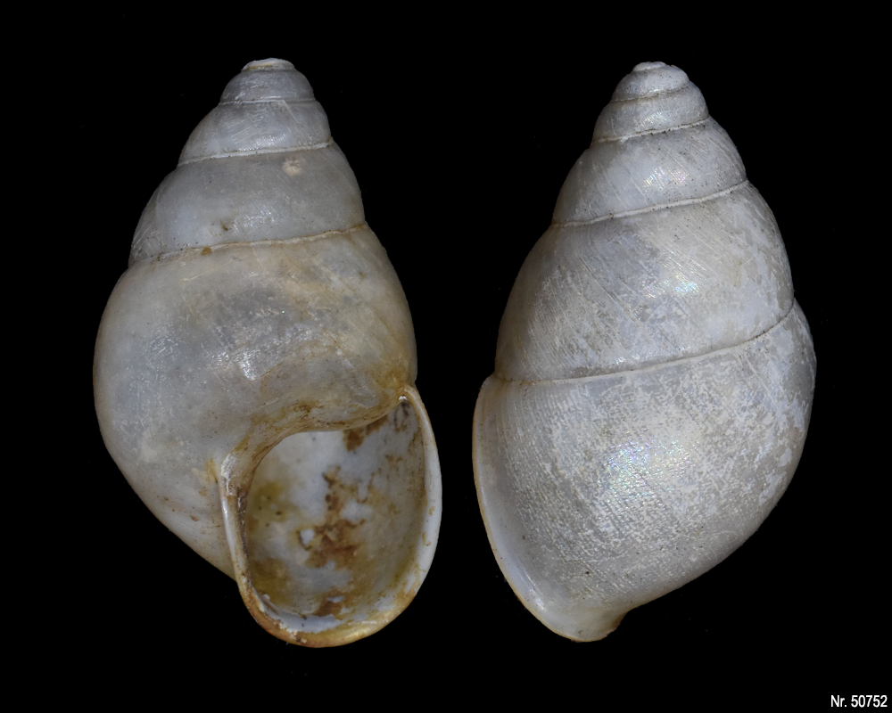 Edentulina obesa