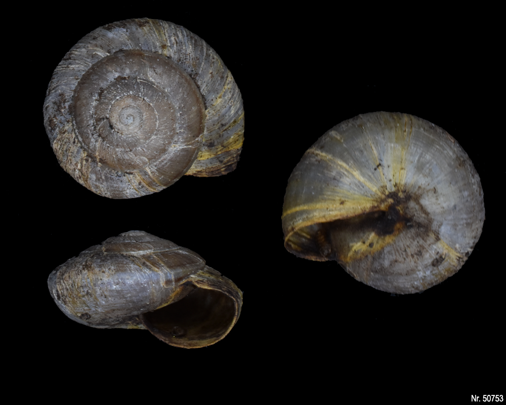 Elaphroconcha javacensis