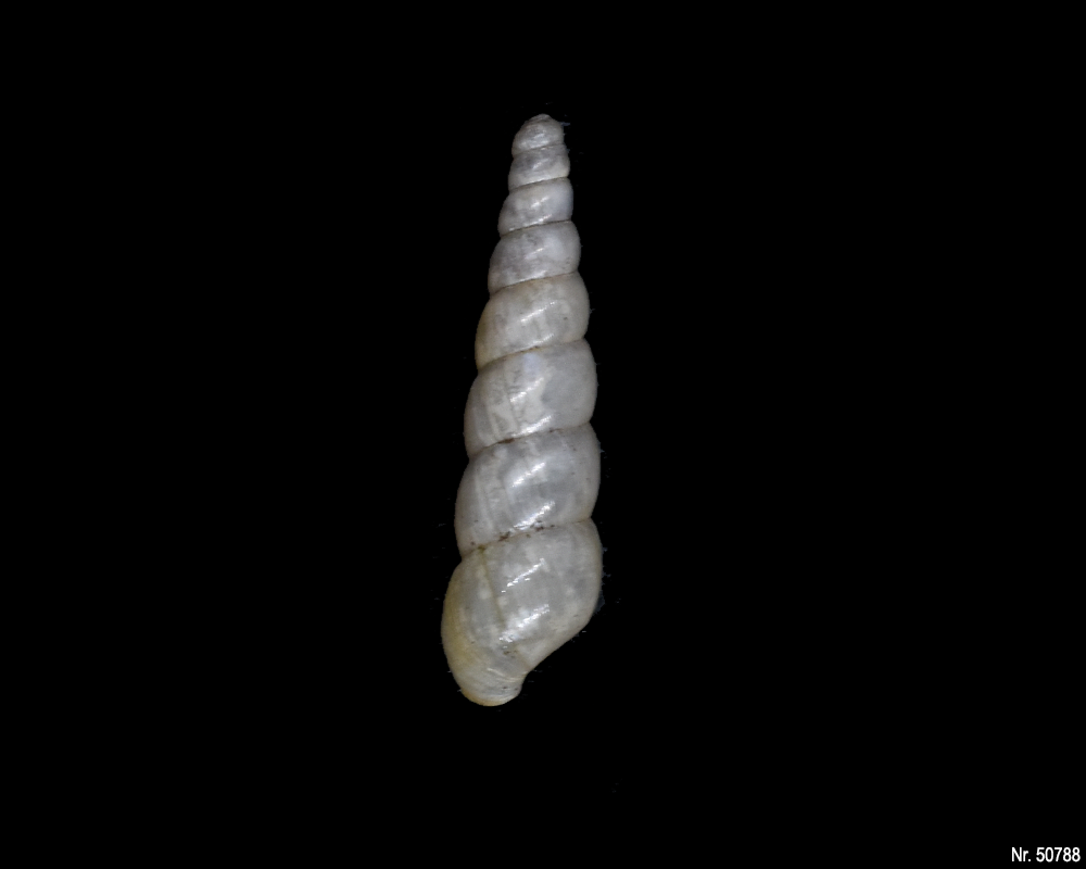 Subulina octona