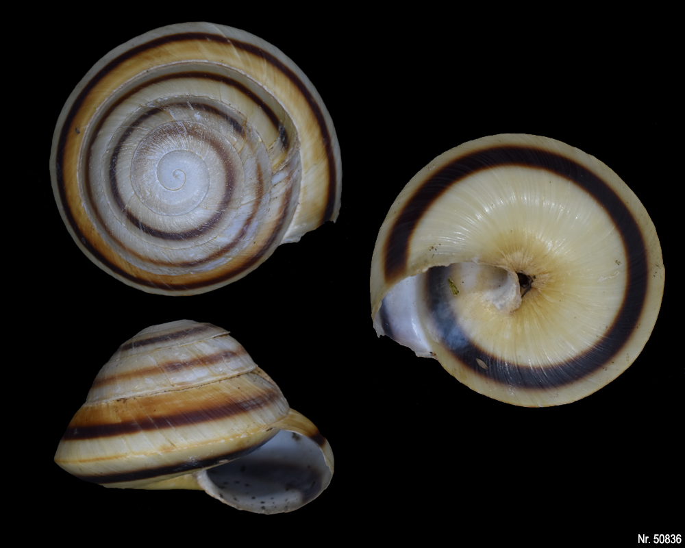 Caracolus marginella marginella