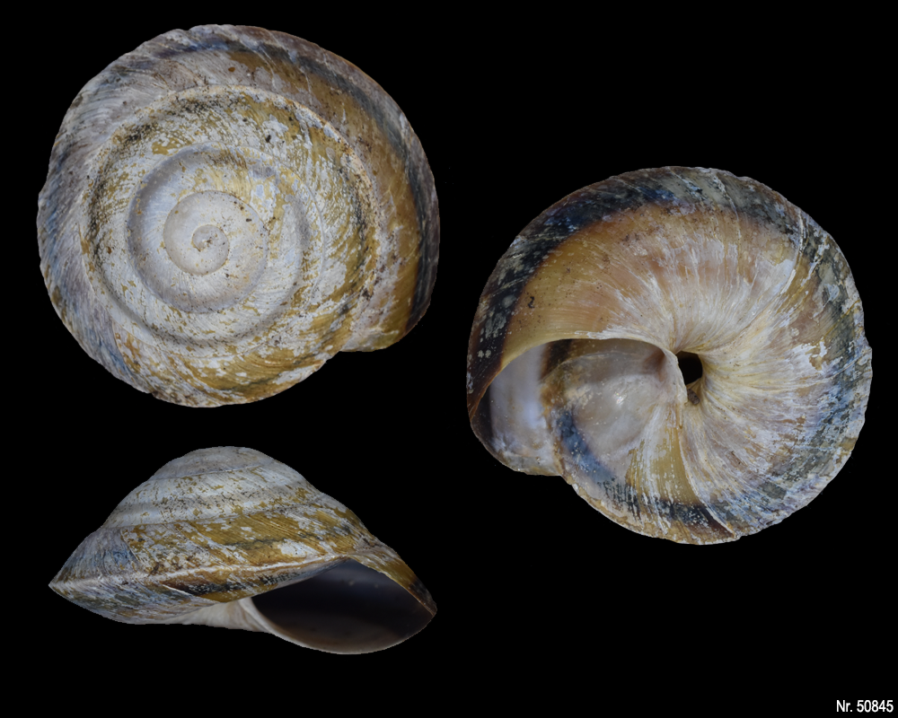 Caracolus rostrata