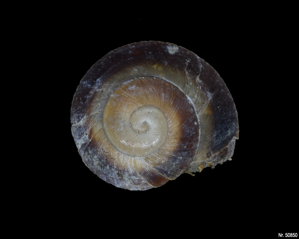 Caracolus rostrata