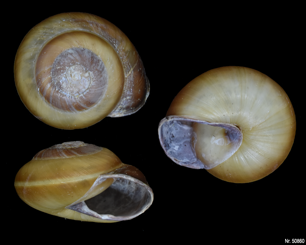 Pleurodonte isabella