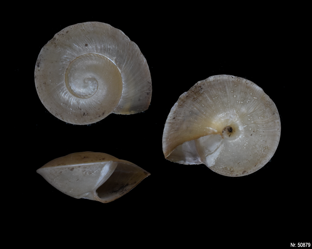 Caracolus excellens