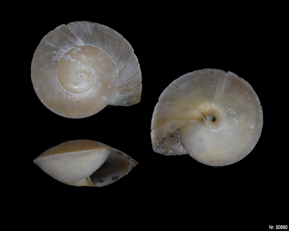 Caracolus excellens