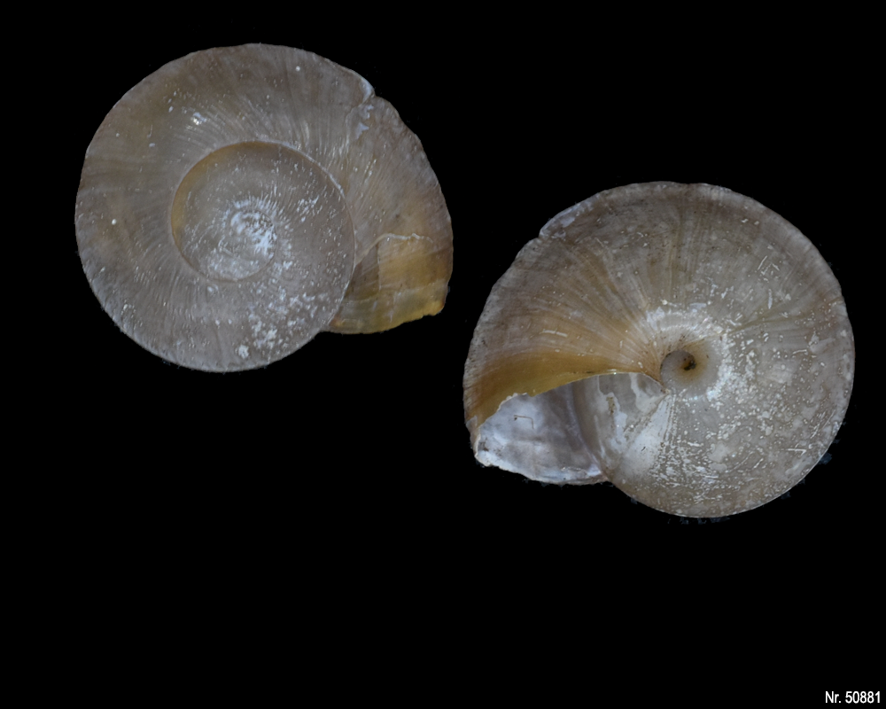 Caracolus excellens