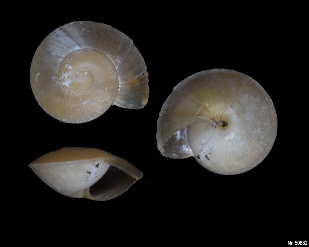 Caracolus excellens