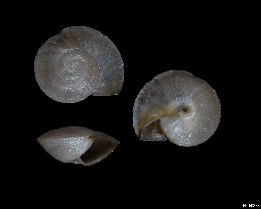 Caracolus excellens