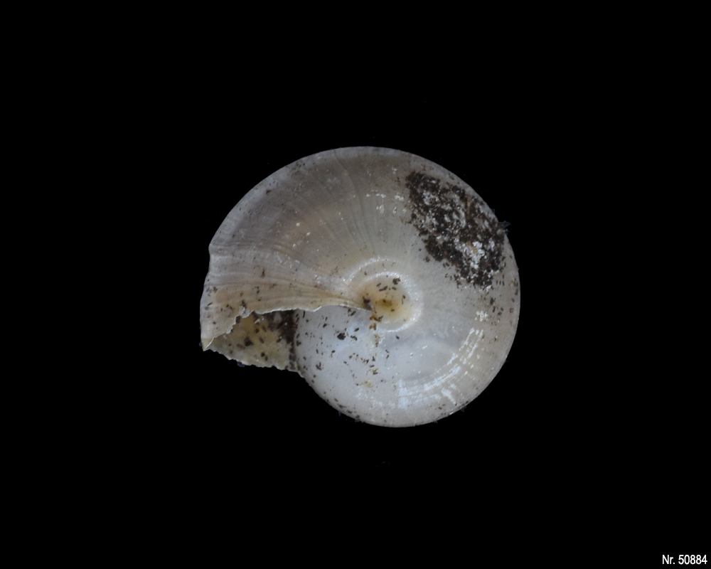 Caracolus excellens