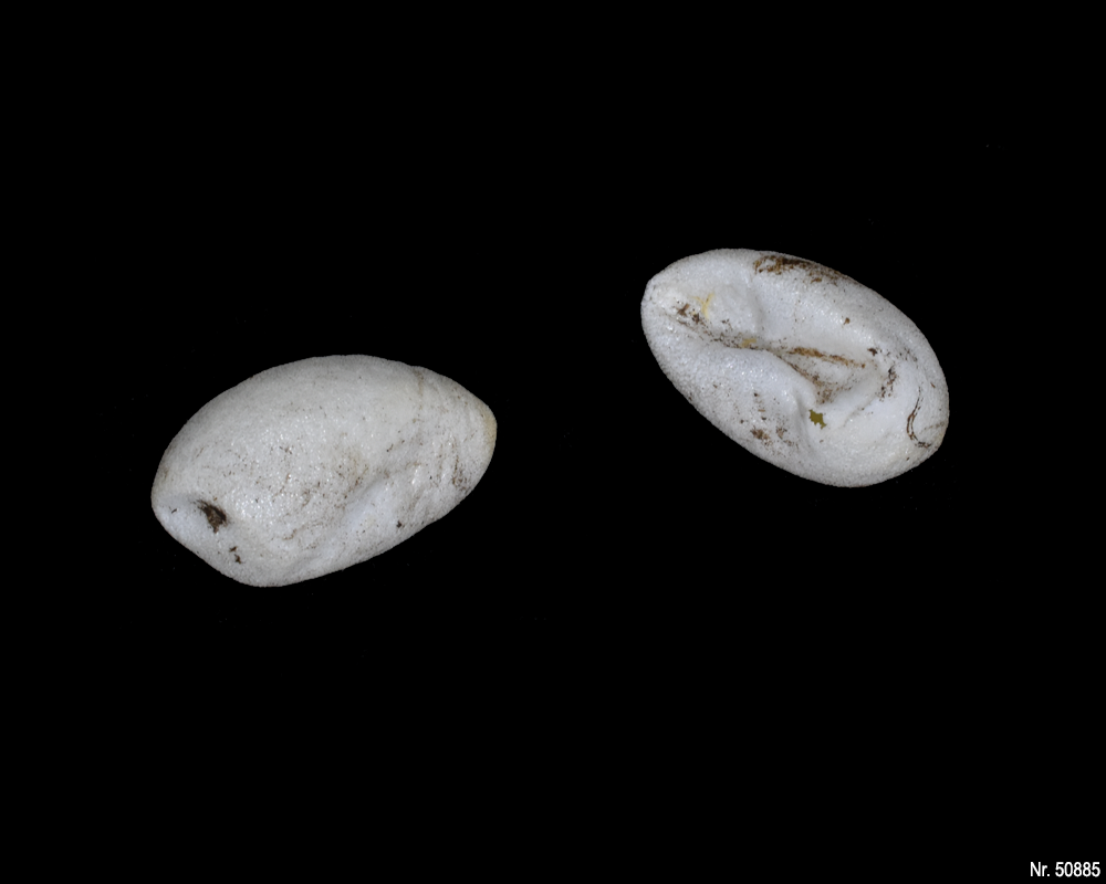 Caracolus excellens