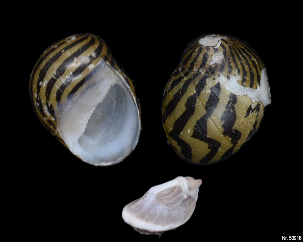 Vittina natalensis