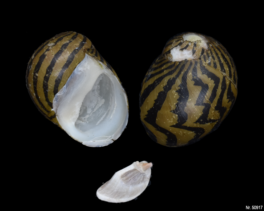 Vittina natalensis