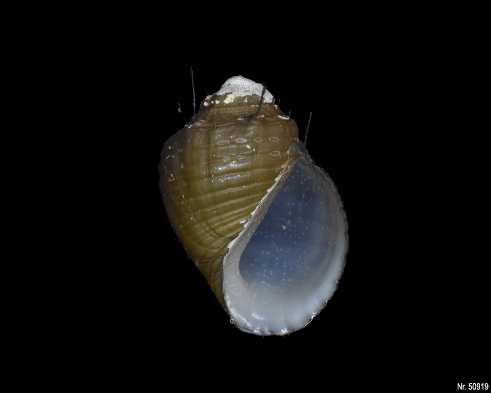 Thiara cancellata