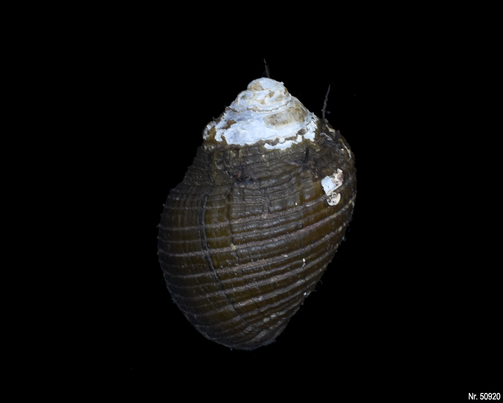 Thiara cancellata