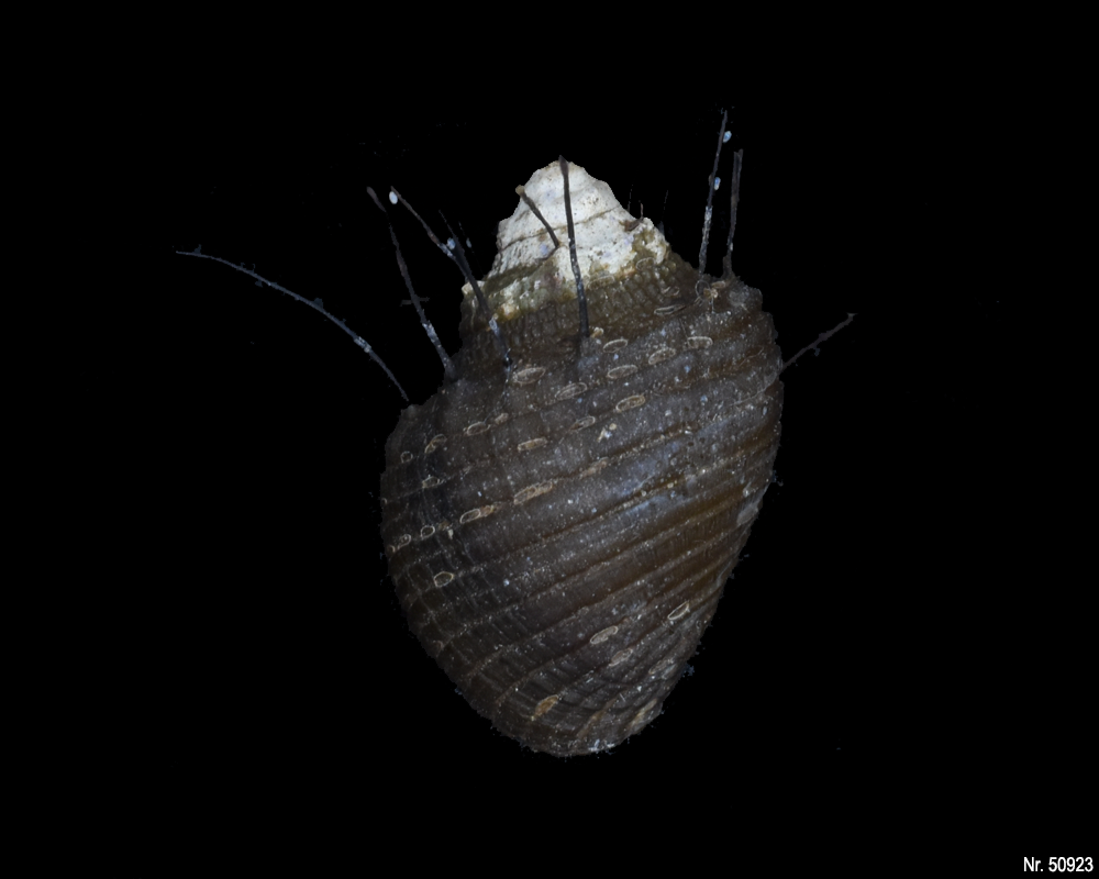 Thiara cancellata