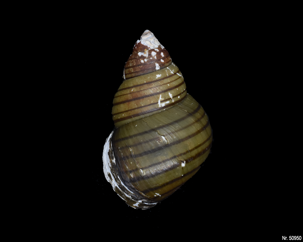 Filopaludina polygramma