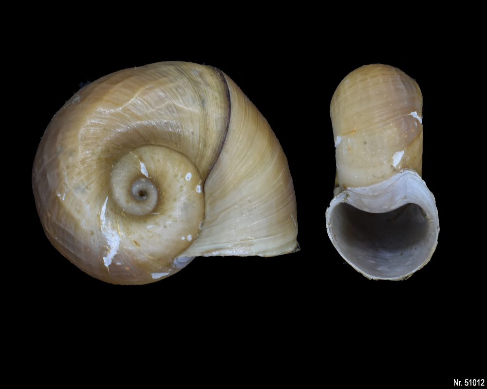 Planorbarius corneus