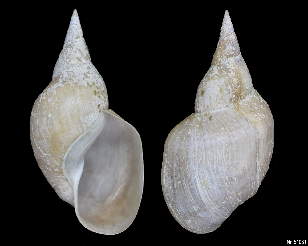 Lymnaea stagnalis