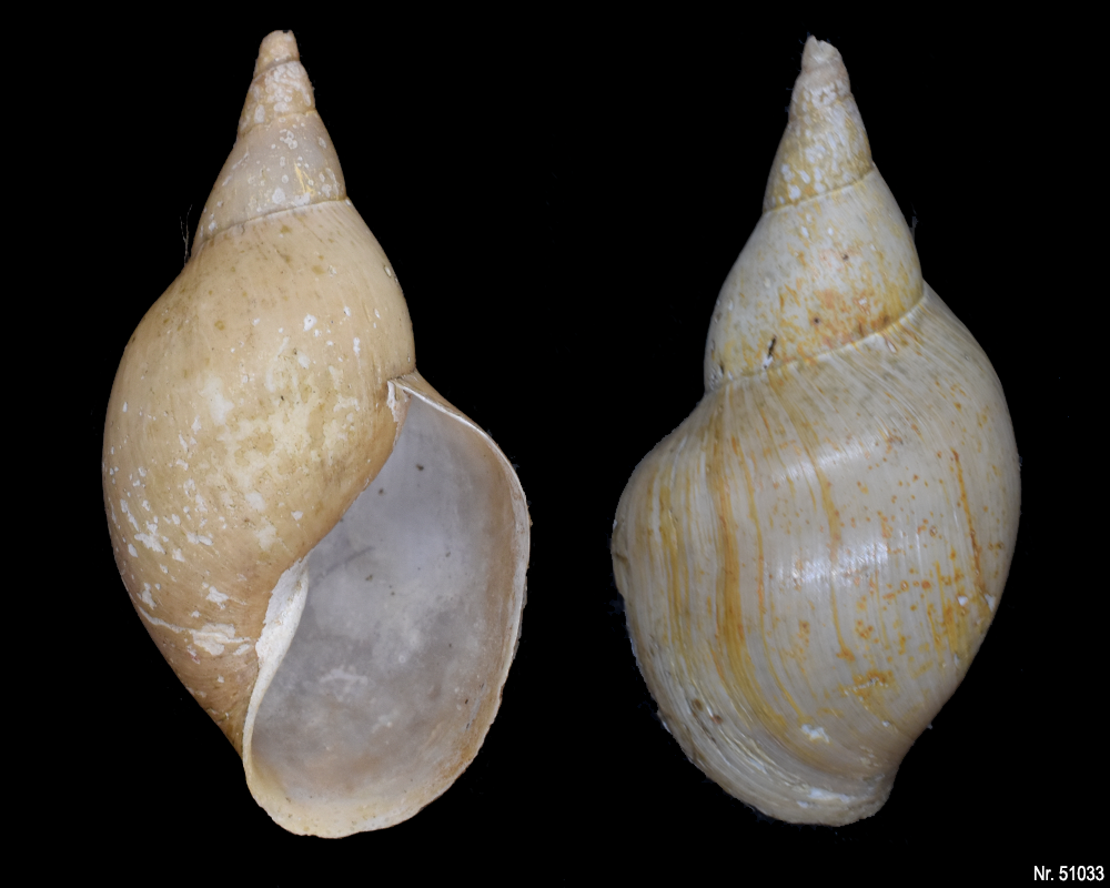 Lymnaea stagnalis