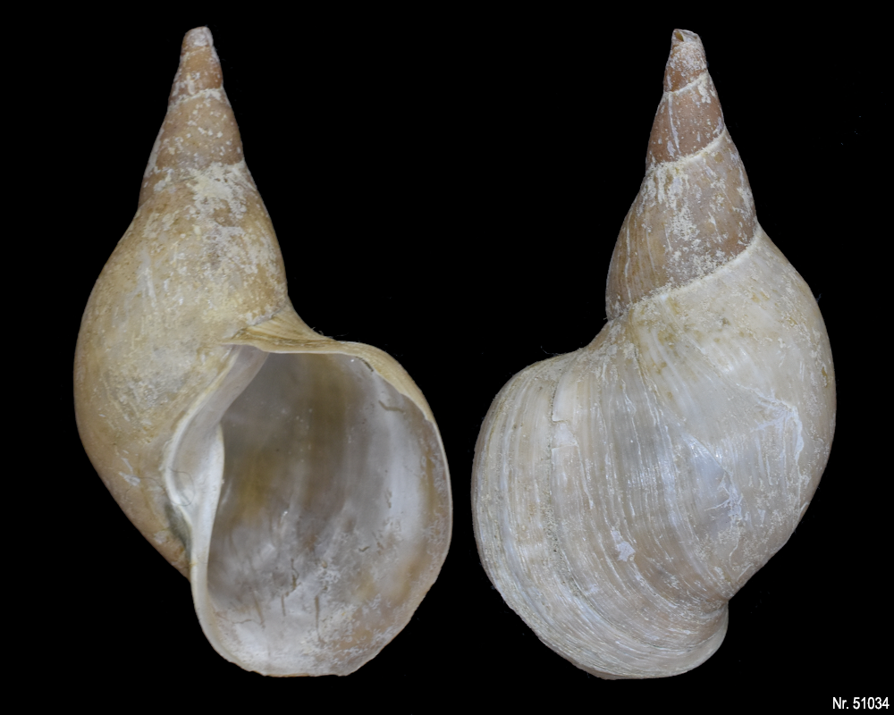 Lymnaea stagnalis