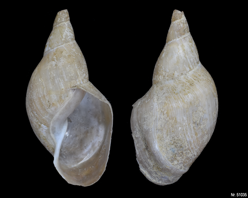 Lymnaea stagnalis