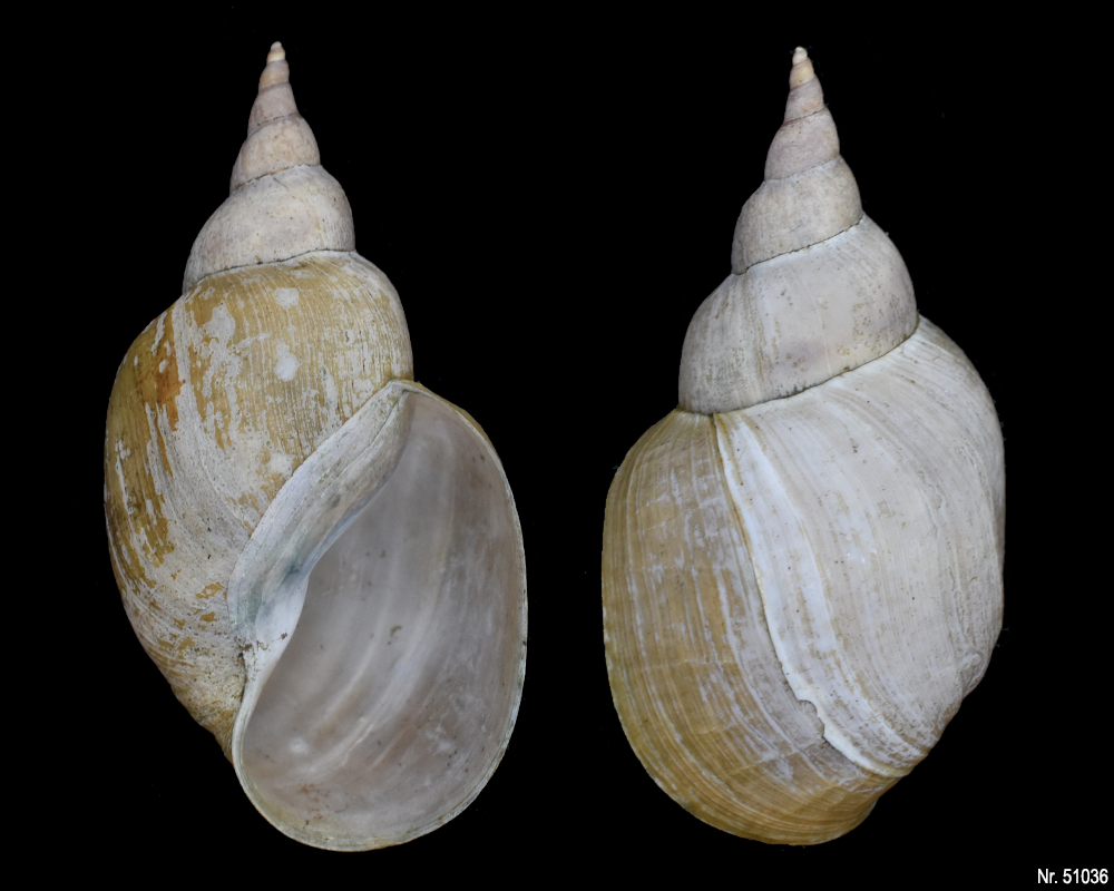 Lymnaea stagnalis