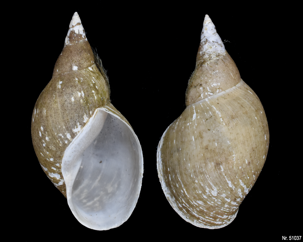 Lymnaea stagnalis