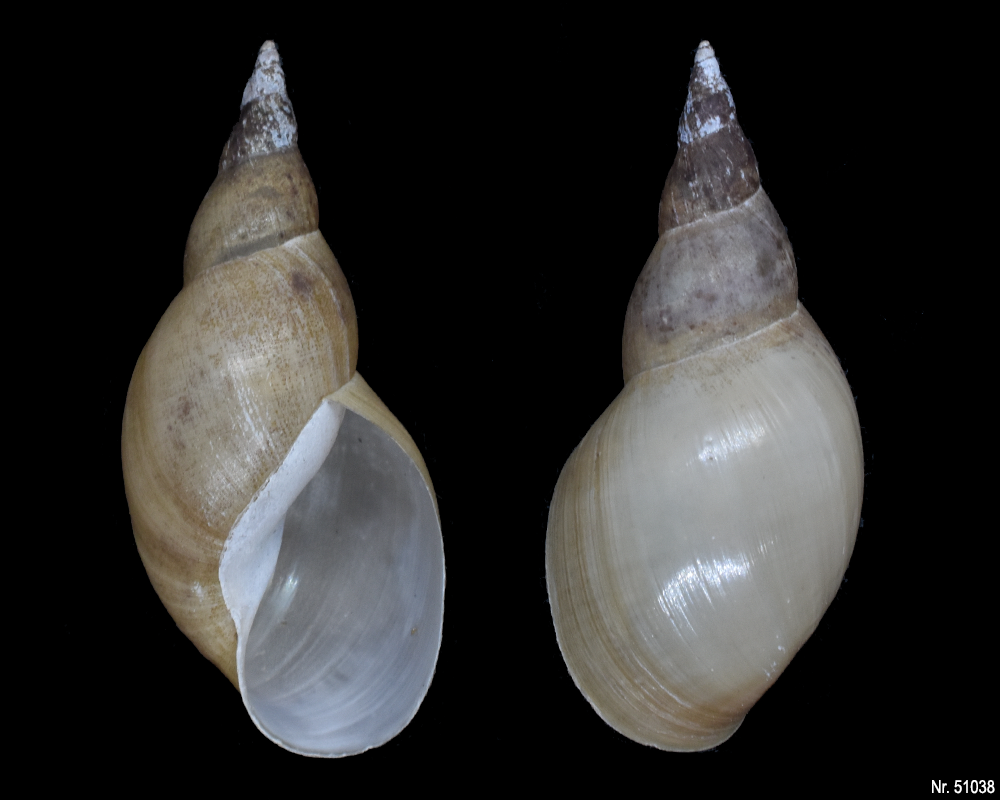 Lymnaea stagnalis