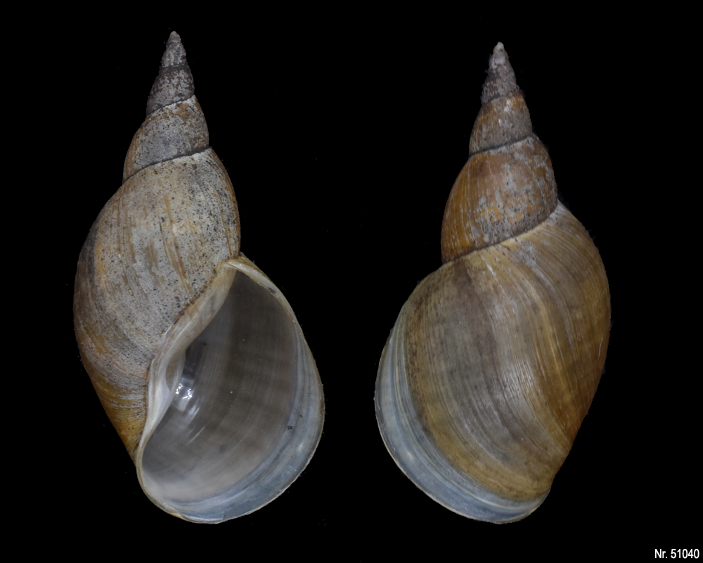 Lymnaea stagnalis