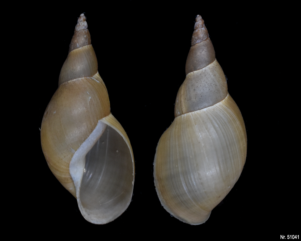 Lymnaea stagnalis