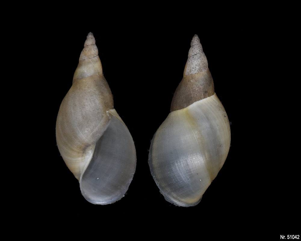 Lymnaea stagnalis