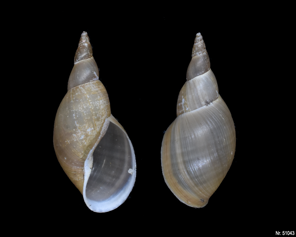 Lymnaea stagnalis