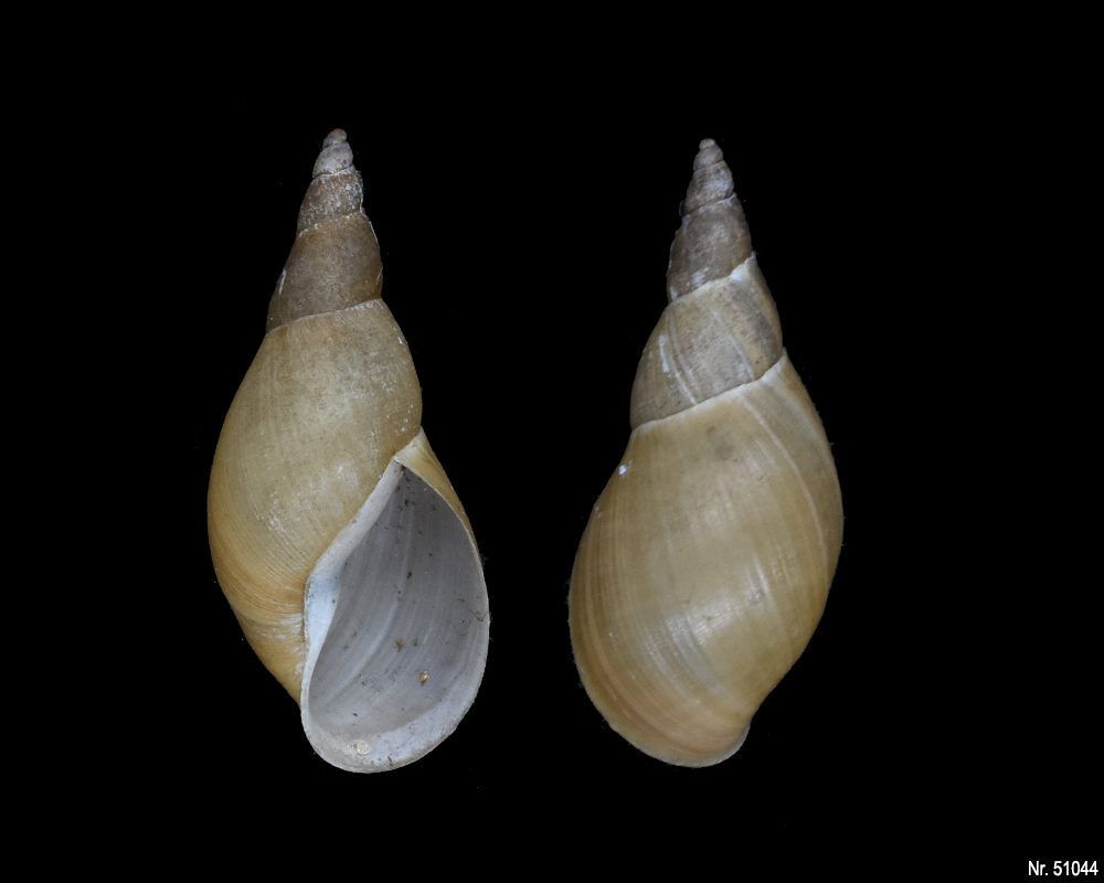 Lymnaea stagnalis